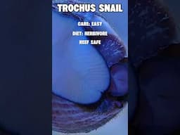 Trochus Care! #brstv