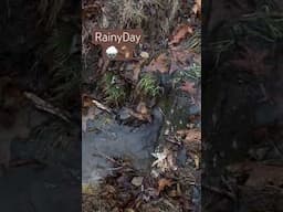 Rainy Day Shorts #shorts #nature #rainyday #rainy #naturewalk #countryside #february #cozy #ytshort