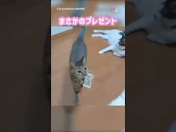 どこから持ってきた…？ #猫