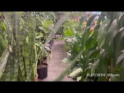 Lowes Plant Shopping - No Talking - Plant Therapy