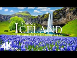 Iceland in Spring 4K - Blooming Lupin Fields and Scenic Spring Landscapes - Relaxing Piano Music