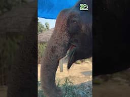 Manu, a 58 year old begging elephant who collapsed in a village, right now under our care!