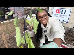 Surprise Growth! Planting Different Eggplant Varieties with a Bonus Baby Eggplant!