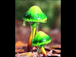 Amazing Mushrooms