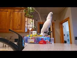 Trying To Clean The House With A Cockatoo!