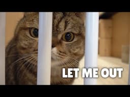 The Cutest Cat in Prison! | Kittisaurus Villains