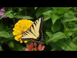 Eastern Tiger Swallowtails in Slow Motion