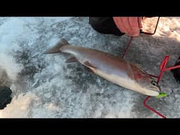 Winter Ice Fishing  Big Bows & Tiger Trout