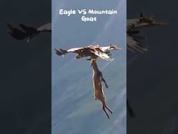 Eagle VS Mountain Goat #shortsvideo #wildlife