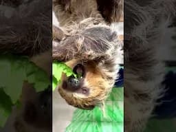 Sloth Juno Munching on Some Lettuce - Cincinnati Zoo #shorts