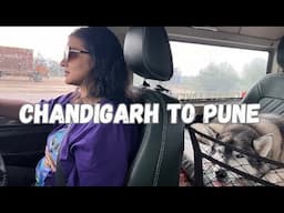 Chandigarh - Pune | Roadtrip with Dogs | Back home