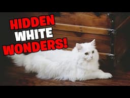 White Cats HOLD 7 SECRETS You Won't Believe!