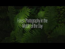 Forest Photography in the Middle of the Day