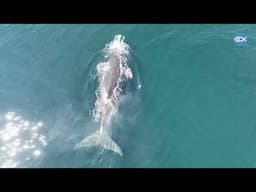 Drone Footage of North Atlantic Right Whales: Summer Fieldwork Highlights