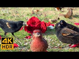 Cat TV for Cats to Watch 😻🐦‍⬛ Happy Birds with Valentine's Day Treats 🌹 4K HDR Cat Games