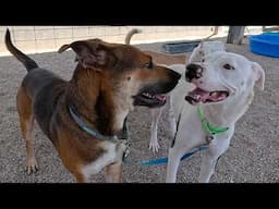 Dog TV Daycare for Saturdays