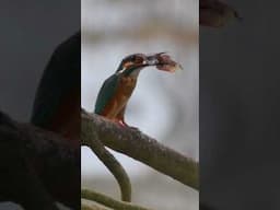 Common Kingfisher swallowing a fish #birdsofthephillippines #birding #commonkingfisher