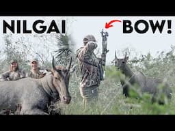 Insane Nilgai Hunt Experience in South Texas!