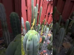 Cactus water repellency thanks to the powdery or sometimes waxy layer over the skin