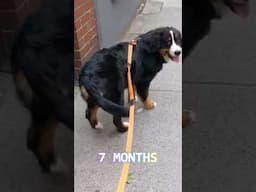 Bernese Mountain Dog - From Puppy to Dog Transformation (From 2 Months to 1 Year)