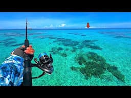 Fishing Australia's *FAMOUS* Great Barrier Reef for our Dinner! [Catch, Clean, Cook]