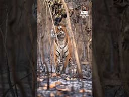 Finally! We found the tiger. #tiger #wildlifephotoghraphy #wildlife #aarzookhurana #atrwithaarzoo