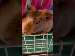 Joe loves getting pets through the window 😅#pets #rescuedandloved #guineapiglover #cute