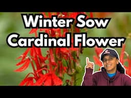 Grow Cardinal Flower From Seed | Winter Sowing | Plant Profile || Budget Gardening