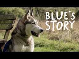 Setting Blue up for success | Battersea Stories