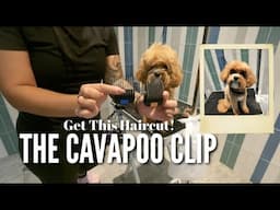 CUTEST CAVAPOO | House Call Dog Grooming