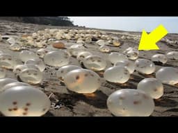 Man Finds Strange Eggs On The Beach - When Expert Sees It, He Turns Pale