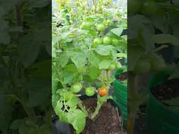 Dwarf Tomatoes #viralvideo #garden #organicgarden #viralshort #fruit #nature  #plants