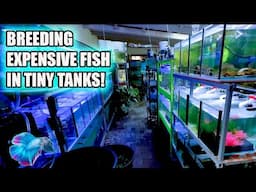 BREEDING EXPENSIVE FISH IN THE FISH ROOM!