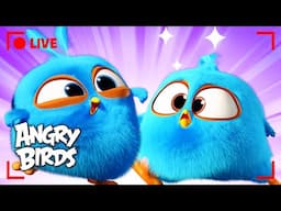 🔴 LIVE Angry Birds Party | When things don't go as planned