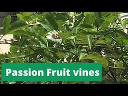 First Flowers Of Passion Plant | Growing Passion Fruit At Home