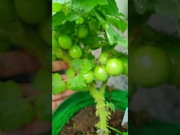 Little Tomato Tree #viralvideo  #organicgarden #viralshort #nature #organicvegetablegarden #tomato