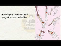 Homologous vs Analogous vs Vestigial | Structures in Comparative Embryology