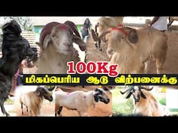 Biggest Goat in Goat Market | Vijay Goat Farm #mecheri #salem #goatfarming #trending #sstvreview