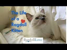 The Simple Life of Duffy, The Ragdoll Kitten