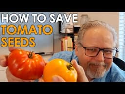 How to Save Tomato Seeds - Two EASY Methods || Black Gumbo