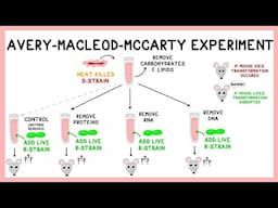 Avery Experiment: DNA as the Transforming Principle