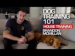 Dog Training 101: House Training | Brandon McMillan