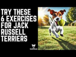 Try These 6 Exercises for Jack Russell Terriers