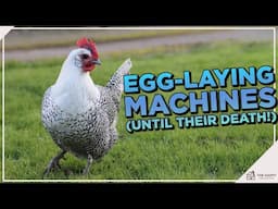 Deathlayer Chicken Breed: Everything You Need to Know