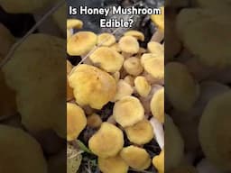 Ringless Honey Mushroom