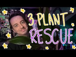 Houseplant Rescue - Repot 3 Plants With Me