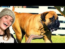 DO BULLMASTIFF HAVE OBESITY PROBLEMS?