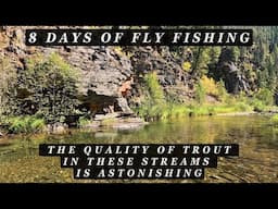 8 days of Fly Fishing - The quality of the trout in these 3 streams is WOW!  (44 min extended video)