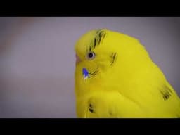 1 Hour of Healing Budgie Sounds  Soothing Chirping