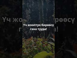 Тап тап ТАПАЛАК #1 Көпөлөк кантип пайда болот?